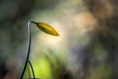 Wilde Tulpe / wild tulip (Tulipa sylvestris)