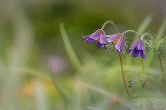 Kuhschelle / pasque flower