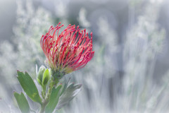 Nadelkissenprotea / pin cushion protea(Leucospermum Ayoba® Red)