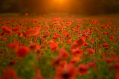 Klatschmohn (Papaver rhoeas)