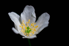 Buschwindröschen (Anemone nemorosa)