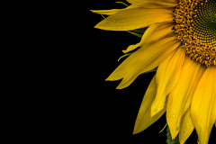 Sonnenblume (Helianthus annuus)