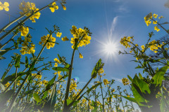 Raps (brassica napus)