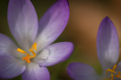 Krokus (Crocus)