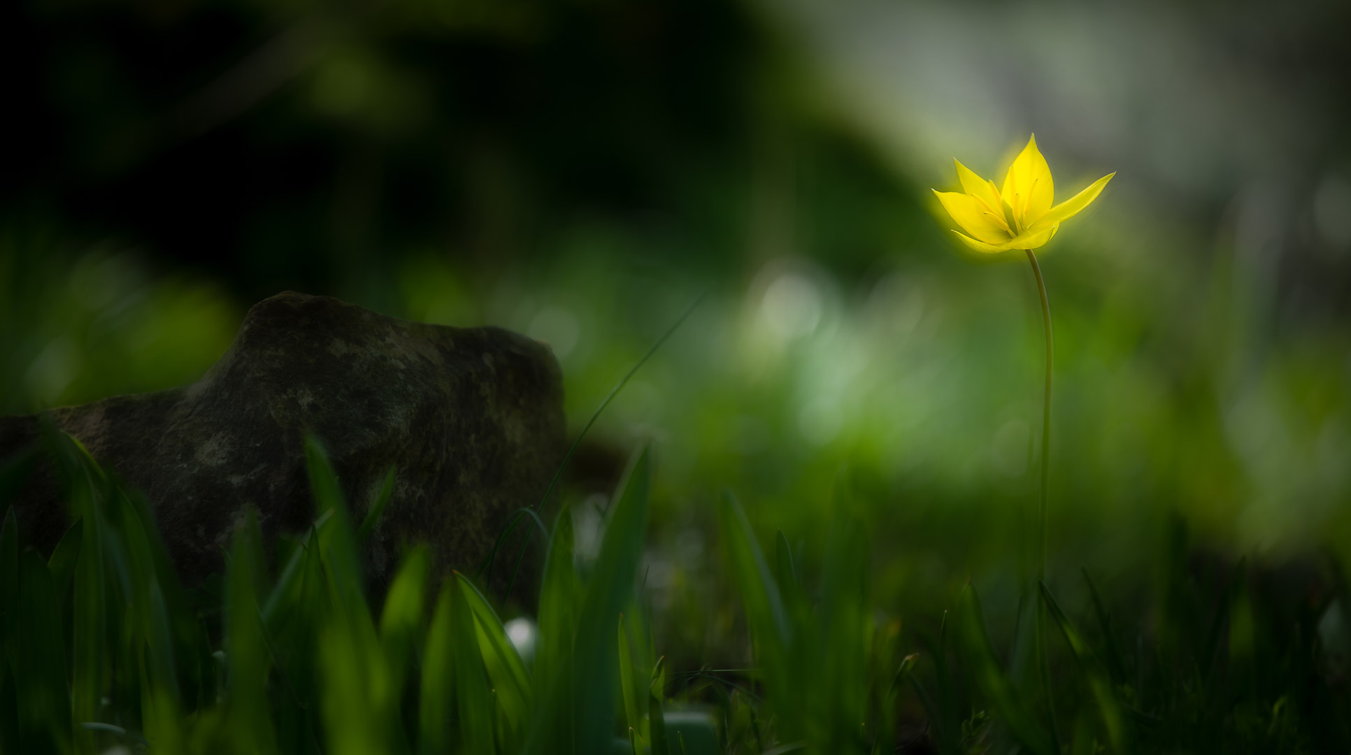 Gelbe Blume / yellow flower