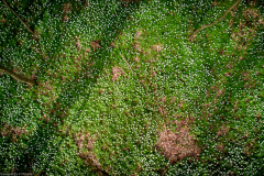 Buschwindröschen (Anemone nemorosa)