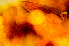 Ahorn im Herbstlicht / maple in autumn light