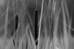 Fotoseminar Makrofotografie