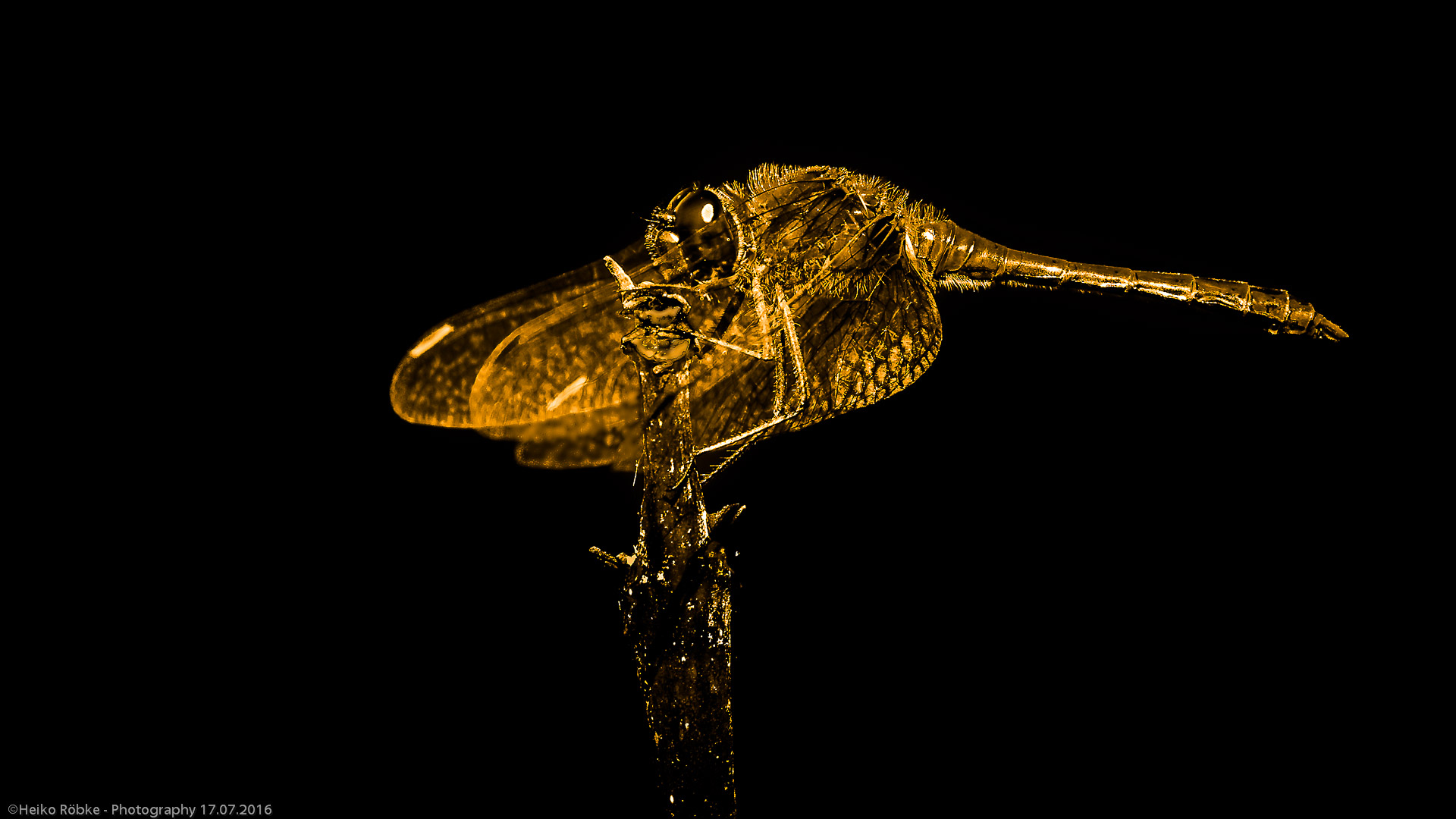 Frühe Heidelibelle (Sympetrum fonscolombii)