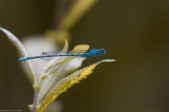 Libelle Libelle