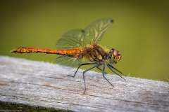 Libelle Libelle