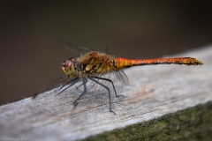 Libelle Libelle