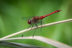 Frühe Heidelibelle (Sympetrum fonscolombii) Frühe Heidelibelle (Sympetrum fonscolombii)