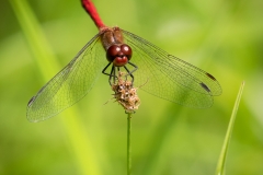 Frühe Heidelibelle (Sympetrum fonscolombii) Frühe Heidelibelle (Sympetrum fonscolombii)
