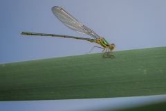 Libelle Libelle