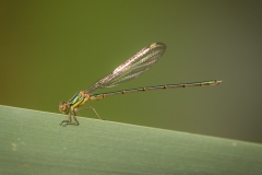 Libelle Libelle