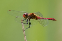 Blutrote Heidelibelle (Sympetrum sanguineum) Blutrote Heidelibelle (Sympetrum sanguineum)