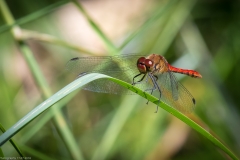 Libelle Libelle