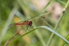 Libelle Libelle