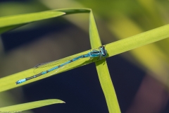 Libelle Libelle