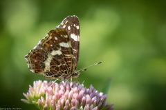 Schmetterling Schmetterling