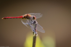 Libelle Libelle