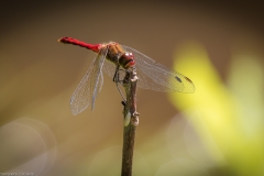 Libelle Libelle