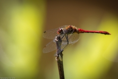 Libelle Libelle