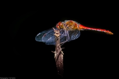 Libelle Libelle