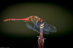 Libelle Libelle