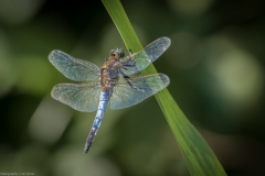 Libelle Libelle