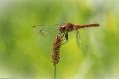 Libelle Libelle