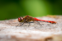 Frühe Heidelibelle (Sympetrum fonscolombii) Frühe Heidelibelle (Sympetrum fonscolombii)