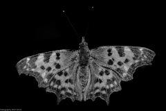 Distelfalter Distelfalter