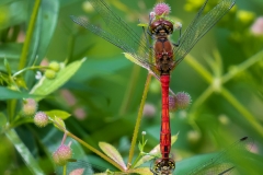 Frühe Heidelibellen (Sympetrum fonscolombii) Frühe Heidelibellen (Sympetrum fonscolombii)