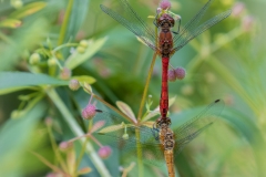 Frühe Heidelibellen (Sympetrum fonscolombii) Frühe Heidelibellen (Sympetrum fonscolombii)