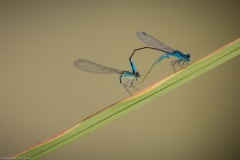 Libelle Libelle