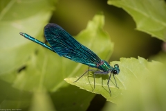 Libelle Libelle