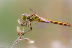Frühe Heidelibelle (Sympetrum fonscolombii) Frühe Heidelibelle (Sympetrum fonscolombii)