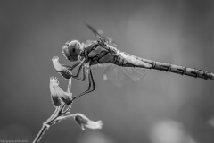 Frühe Heidelibelle (Sympetrum fonscolombii) Frühe Heidelibelle (Sympetrum fonscolombii)