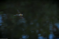 Libelle im Flug Libelle im Flug
