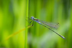 Libelle Libelle