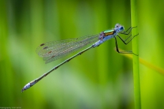 Libelle Libelle