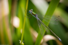 Libelle Libelle
