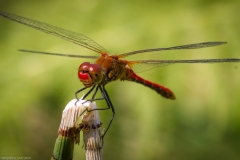 Blutrote Heidelibelle (Sympetrum sanguineum) Blutrote Heidelibelle (Sympetrum sanguineum)