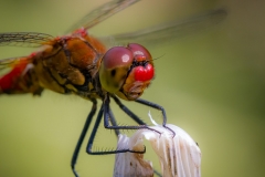 Blutrote Heidelibelle (Sympetrum sanguineum) Blutrote Heidelibelle (Sympetrum sanguineum)
