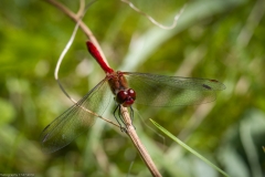 Libelle Libelle