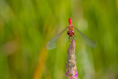 Libelle Libelle