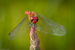 Libelle Libelle