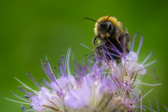 Hummel Hummel